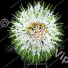 تاج گل کد 925