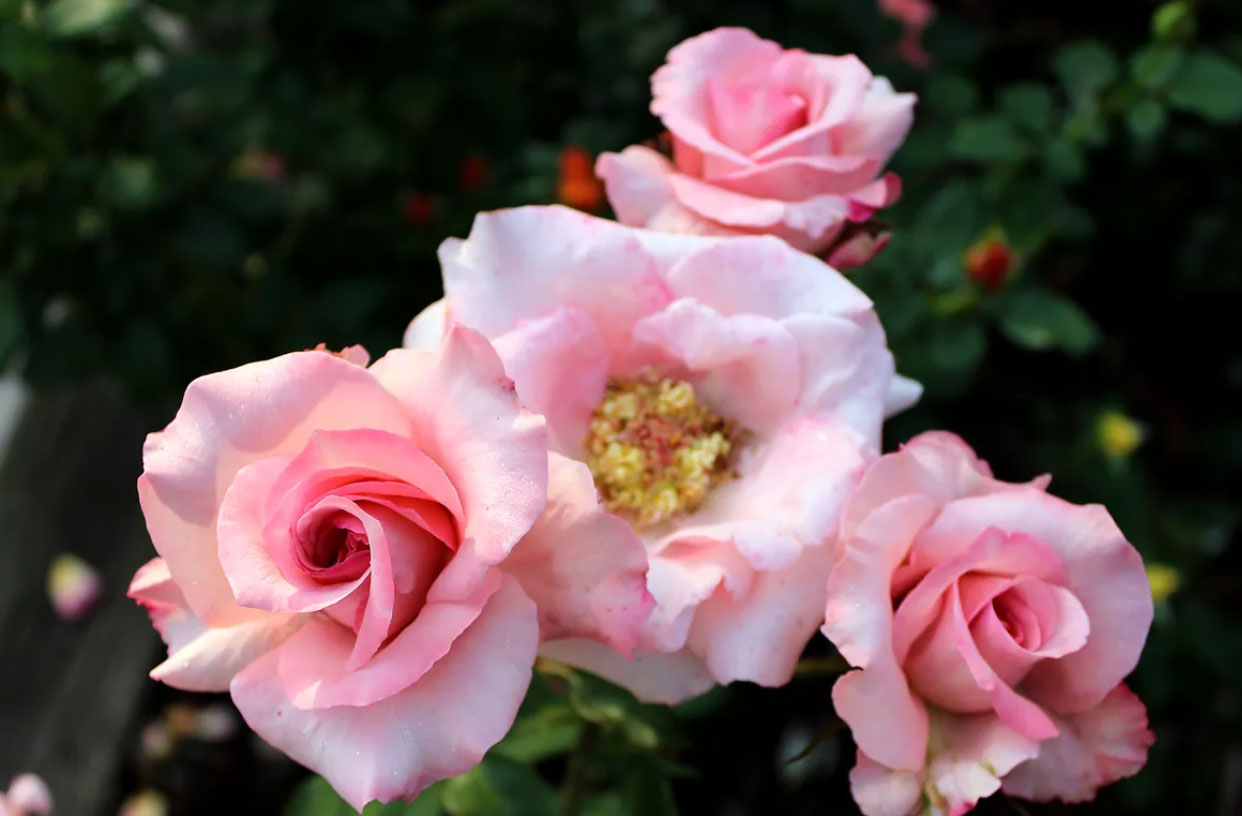 گل رز مناسب برای باغچه