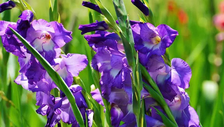 راهنمای نگهداری گل زیبای گلایل