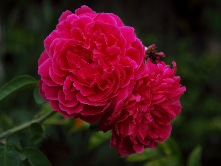 گل رز Damask Damask