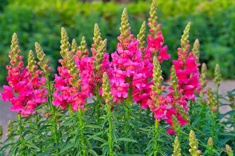 کاشت گل میمون یا Snapdragons