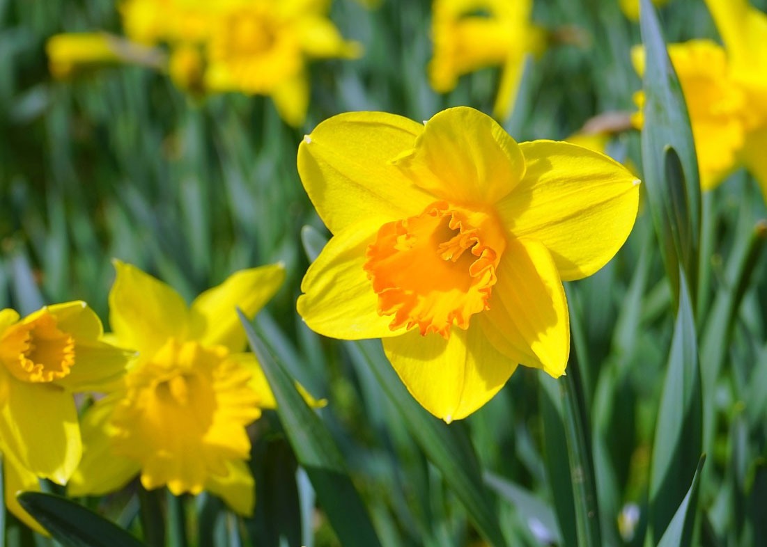 گل نرگس به خارجی Daffodils