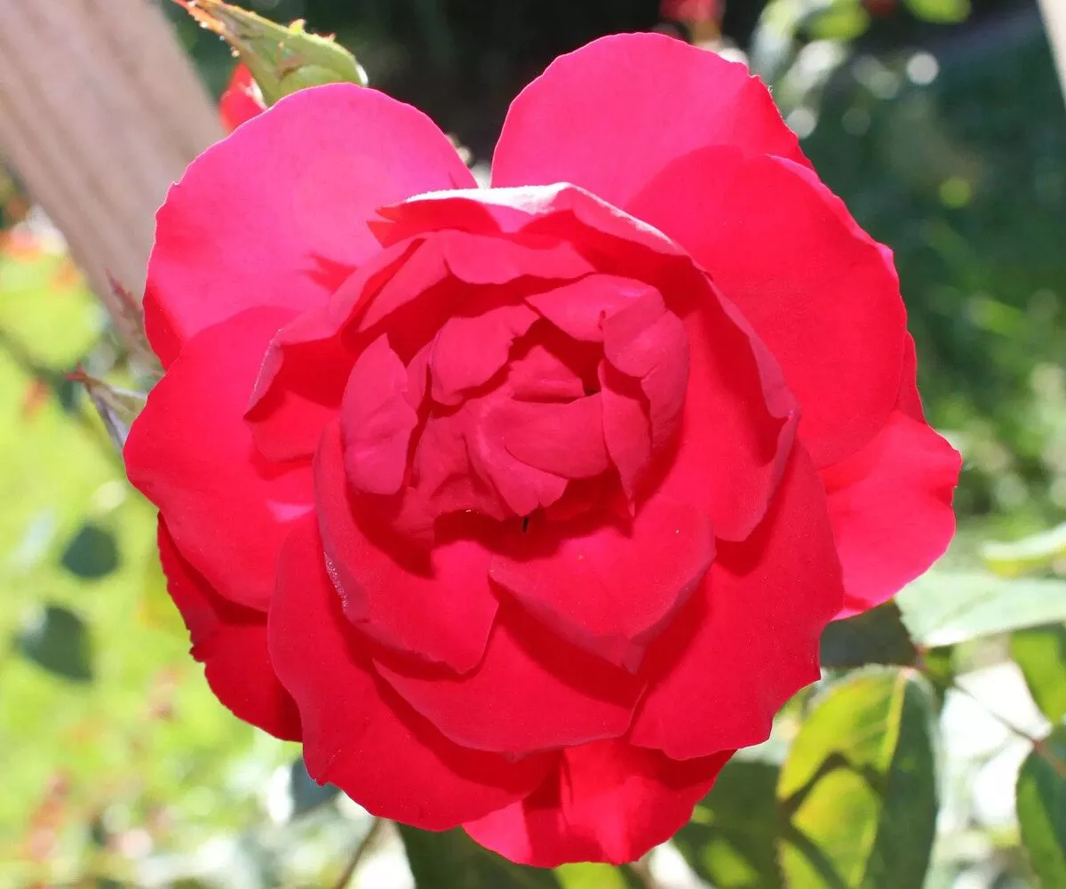 رز بالارونده دوبلین