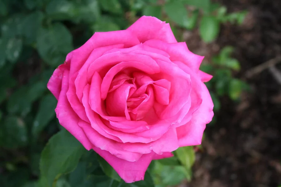 رز بالا رونده آمریکایی
