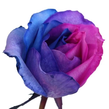 رز جاودان