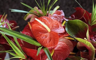 گل آنتوریوم
