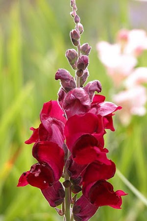 گل میمون