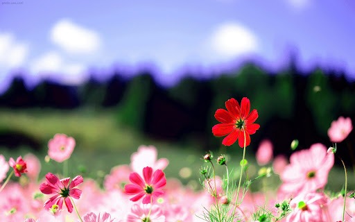 گل های چهار فصل