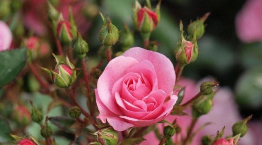 پرورش و نگهداری از گل رز Grandiflora