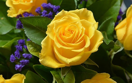 گل سرخ (مدال طلا)