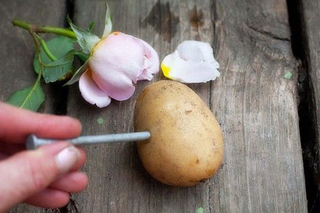 روش های تکثیر و پرورش گل رز با سیب زمینی