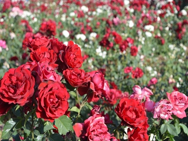 پرورش و نگهداری از گل رز Grandiflora