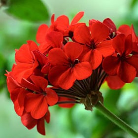کاشت و نگهداری گل شمعدانی