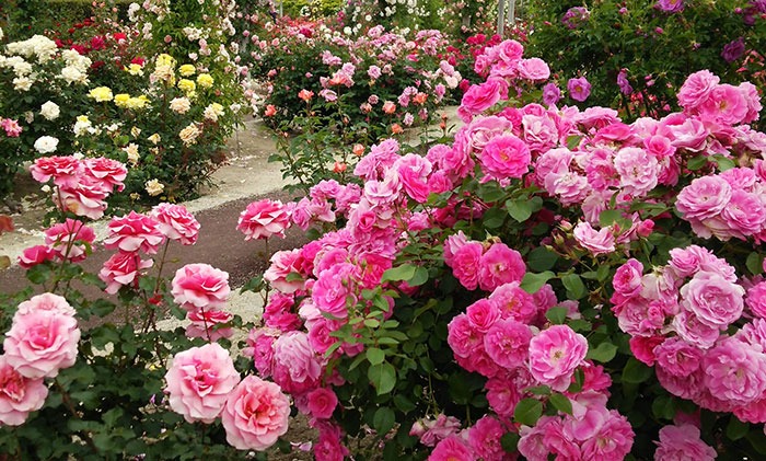انواع گل رز Grandiflora