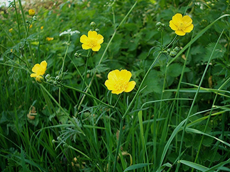 گل آلاله خود رو یا چمن زار Meadow Buttercup