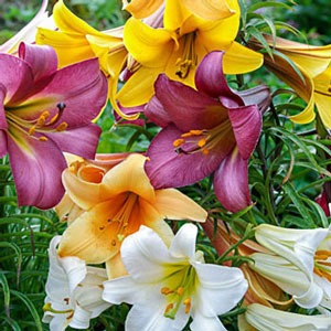 terumpet lilies