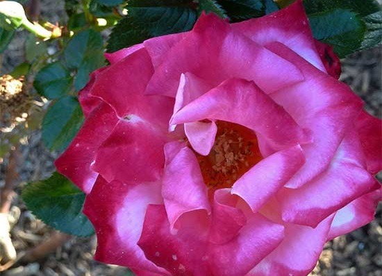 رز دیک کلارک