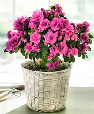 گل های چهار فصل
