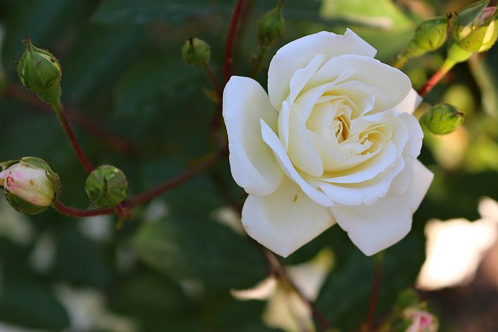 گل رز Rosa Maria Shriver