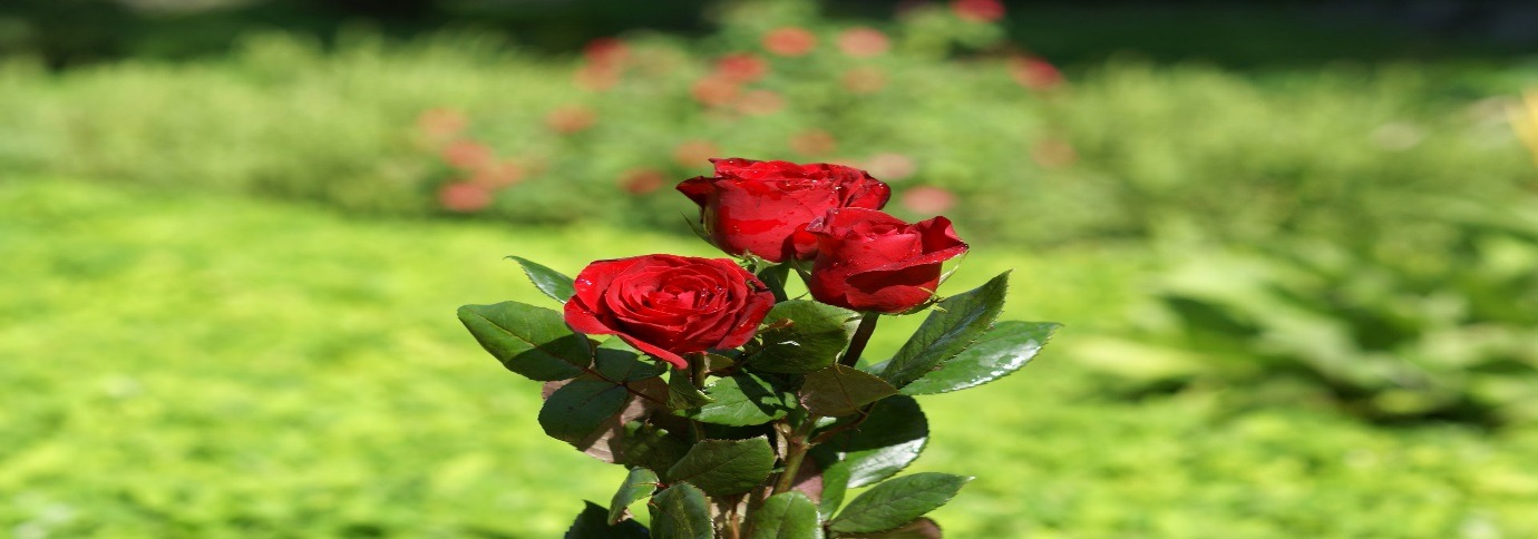 گل رز زرشکی (Crimson Bouquet)