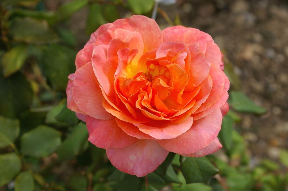 گل رز آریزونا