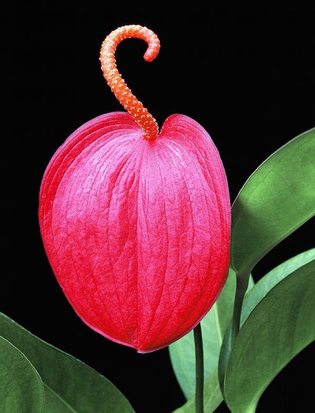 Anthurium scherzerianum