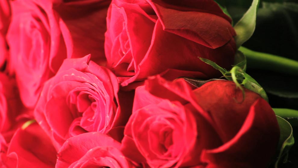 گلهای رز (Love)