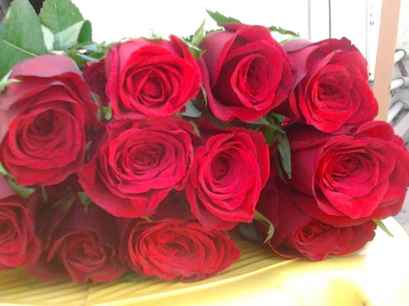 گل رز هلندی