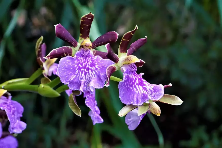 گل ارکیده
