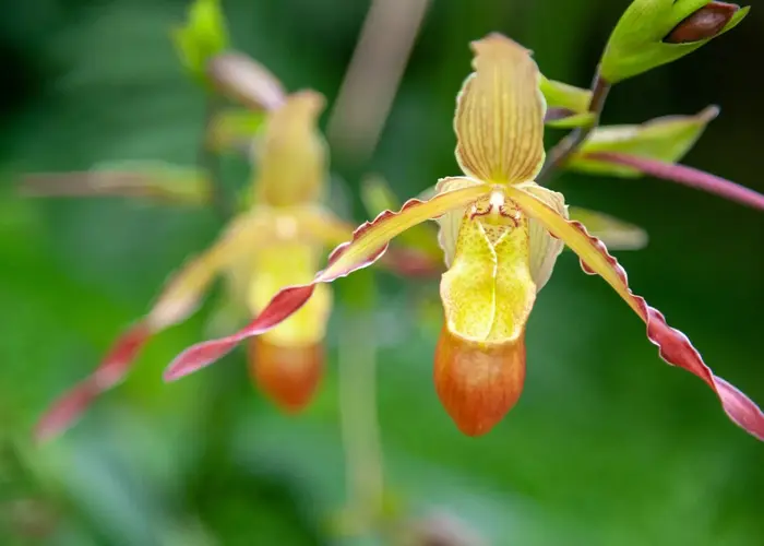 گل ارکیده Phragmipedium Orchids