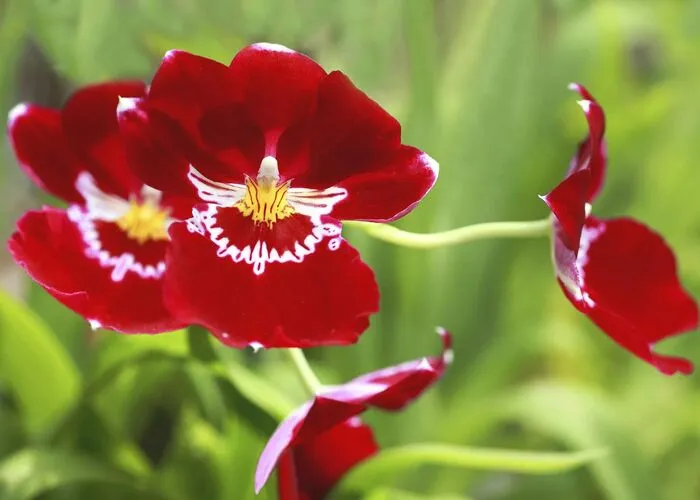 گل ارکیده Miltonia