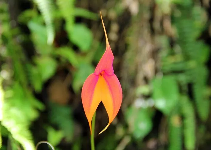 گل ارکیده Masdevallia