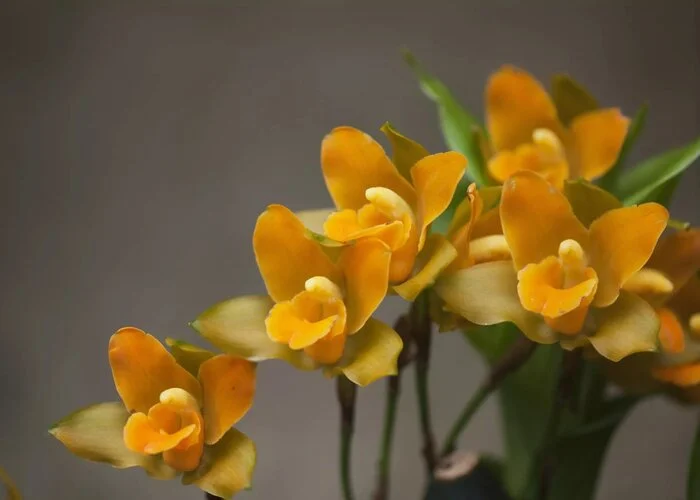 گل ارکیده Lycaste