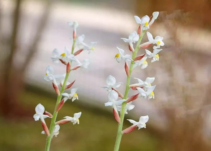 گل ارکیده Ludisia