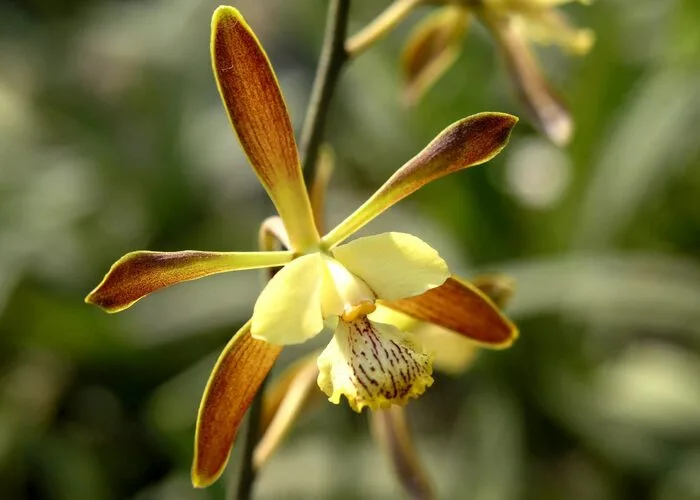 گل ارکیده Encyclia
