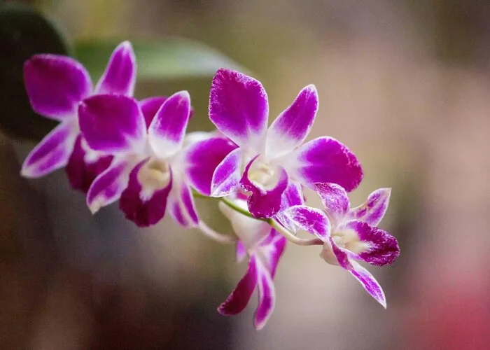 گل ارکیده Dendrobium
