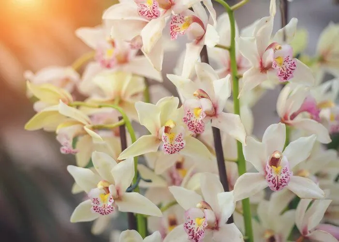 گل ارکیده Cymbidium
