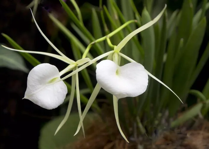 گل ارکیده Brassavola