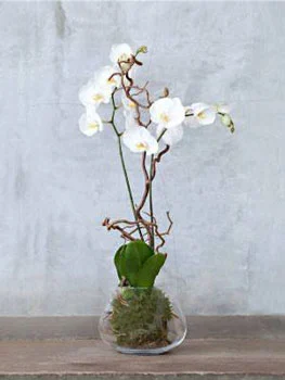 گل ارکیده