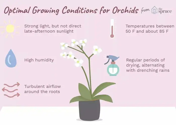 پرورش گل ارکیده
