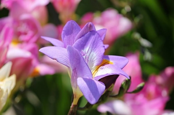 راهنمای کاشت و نگهداری فریزیا