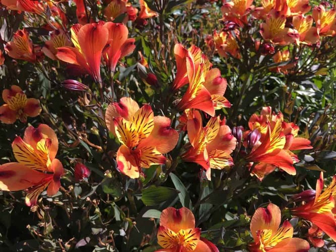 گل آلستر | آلستر تابستان هندی