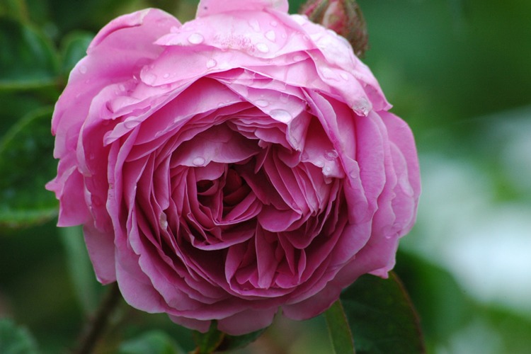 گل رز هلندی Centifolia