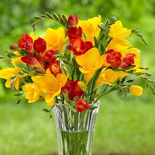 روش های نگهداری گل فریزیا در گلدان