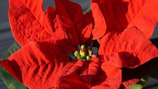 گل Poinsettias | گل کریسمس