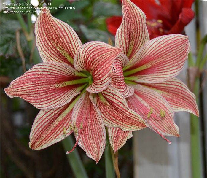 Exotic Star