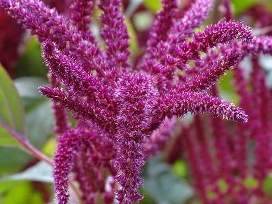 گل تاج خروس یا (AMARANTH (AMARANTHUS CRUENTUS