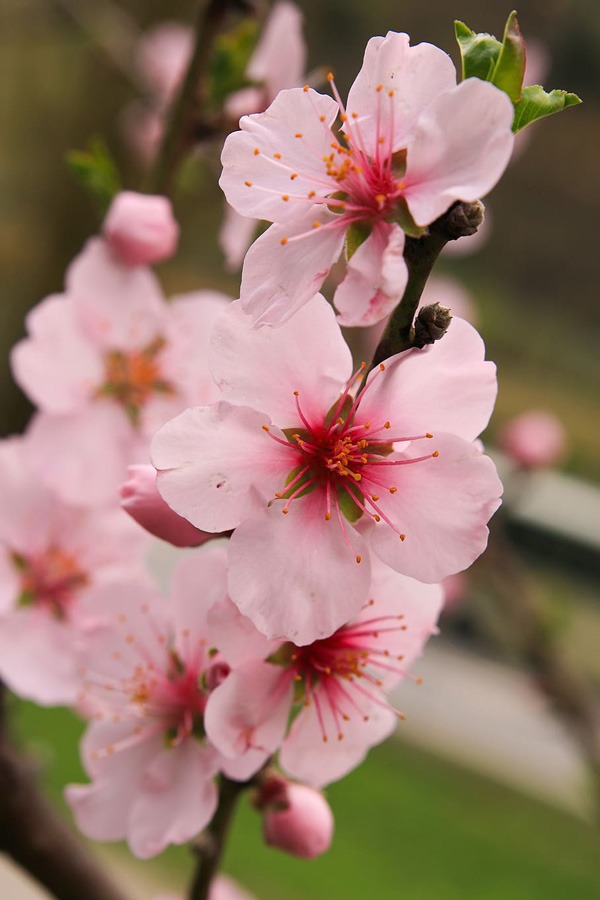 Apple Blossom