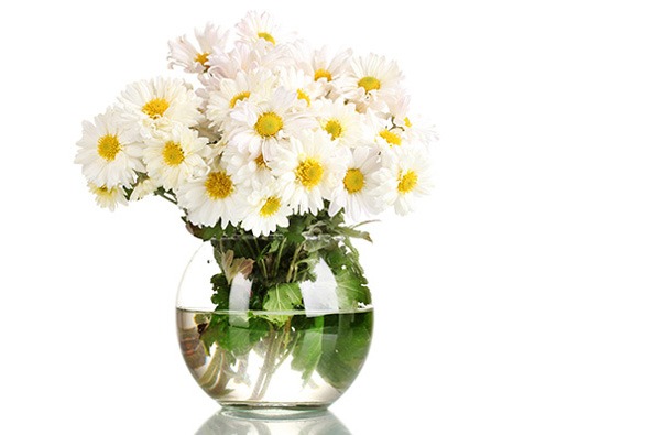 گل Daisies