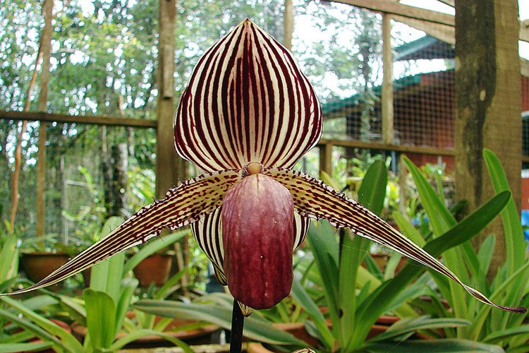 Gold Of Kinabalu Orchid